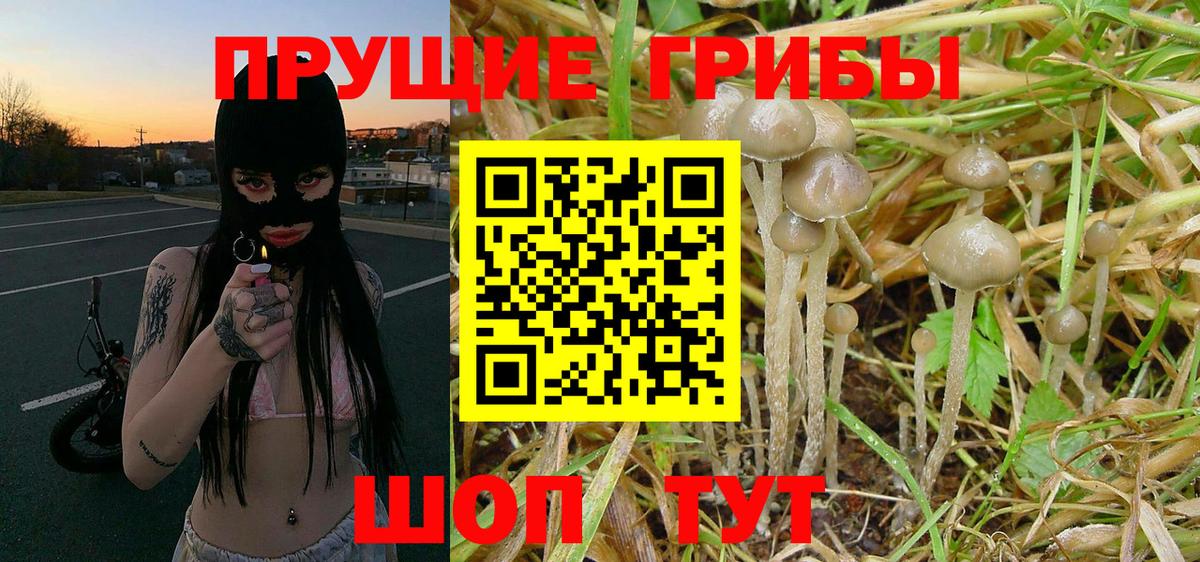 Псилоцибиновые грибы Psilocybine cubensis Коркино